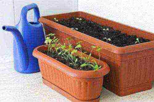 what herbs can be grown on the windowsill in winter