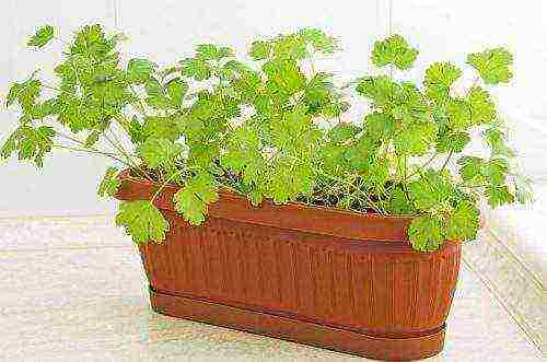 what herbs can be grown on the windowsill in winter