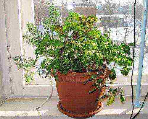 what herbs can be grown on the windowsill in winter
