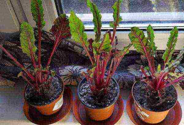 what herbs can be grown on the windowsill in winter