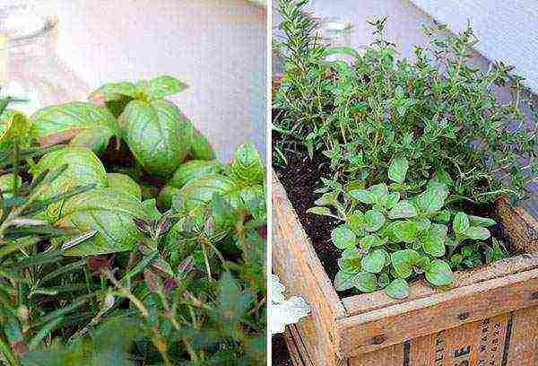 what herbs can be grown on the windowsill in winter