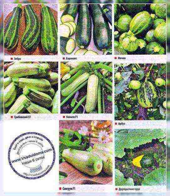 alin ang pinakamahusay na pagkakaiba-iba ng zucchini