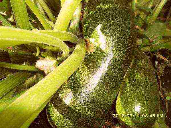 alin ang pinakamahusay na pagkakaiba-iba ng zucchini