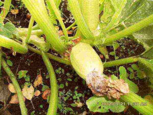 which is the best variety of zucchini