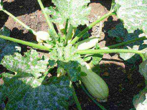 which is the best variety of zucchini