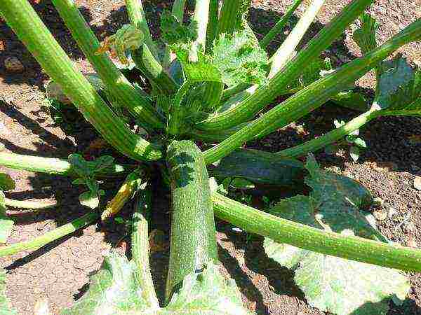 alin ang pinakamahusay na pagkakaiba-iba ng zucchini