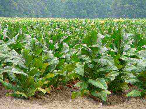 which is the best variety of tobacco