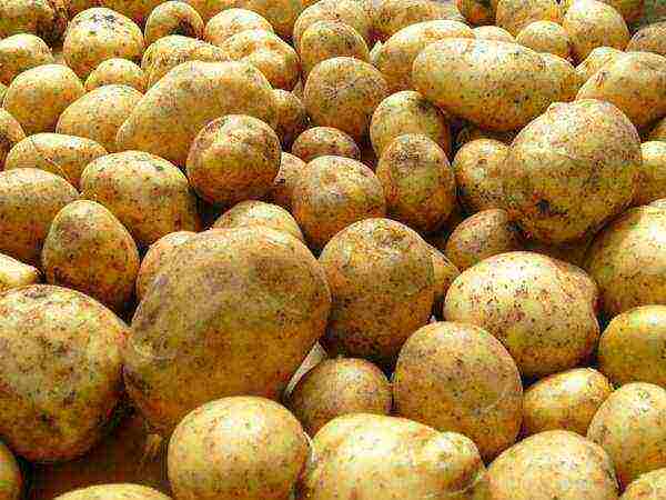 what is the best potato variety