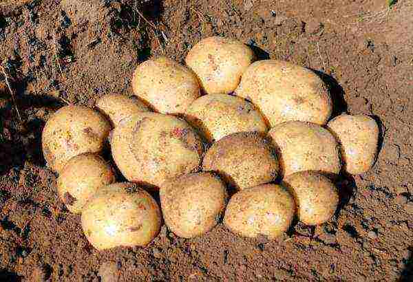 what is the best potato variety