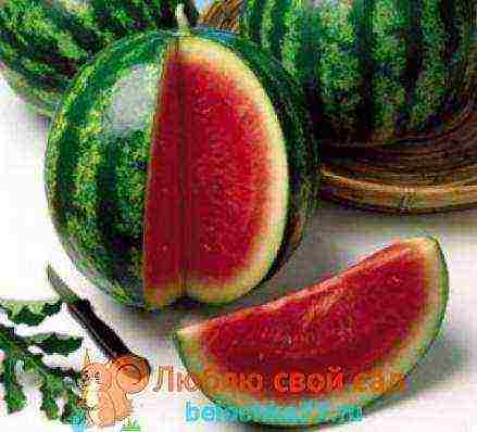 which variety of watermelon is better