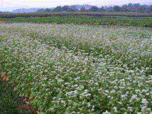 which grade of buckwheat is better