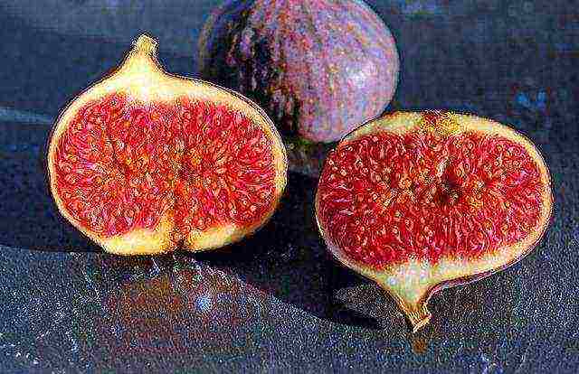 which variety of figs is better