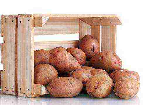 which kind of potatoes are best stored