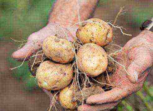 which variety of potatoes is best stored