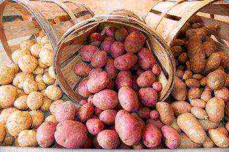 which variety of potatoes is best stored