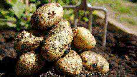 which kind of potatoes are best stored