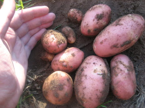 which variety of potatoes is best stored