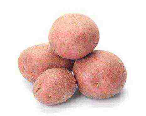 which variety of potatoes is best stored