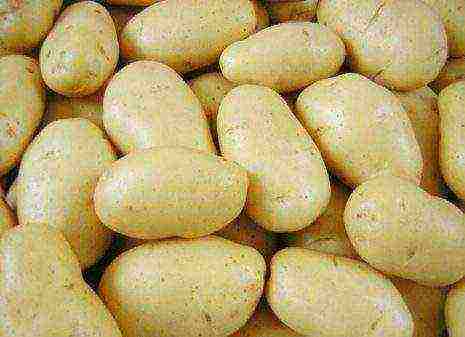 which variety of potatoes is best stored