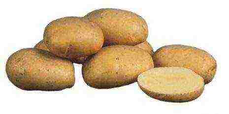 which variety of potatoes is best stored