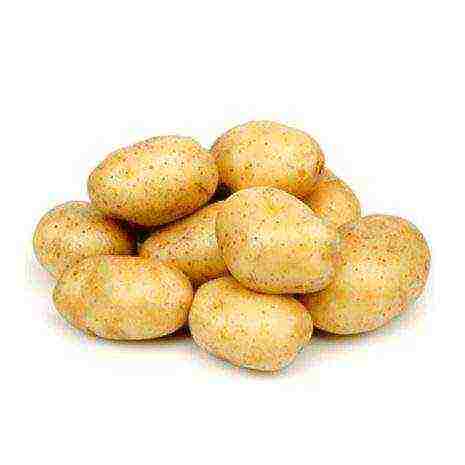 which variety of potatoes is best stored