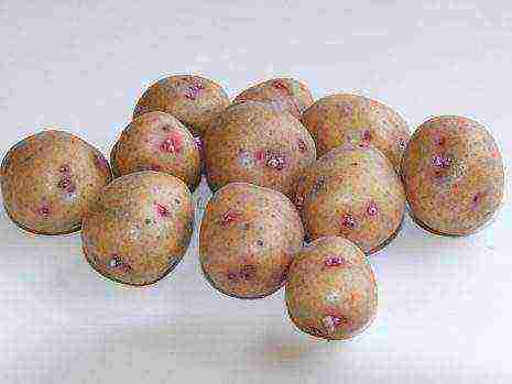 which variety of potatoes is best stored