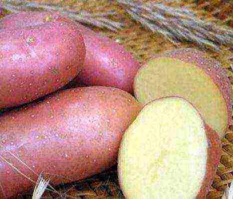 which variety of potatoes is best stored