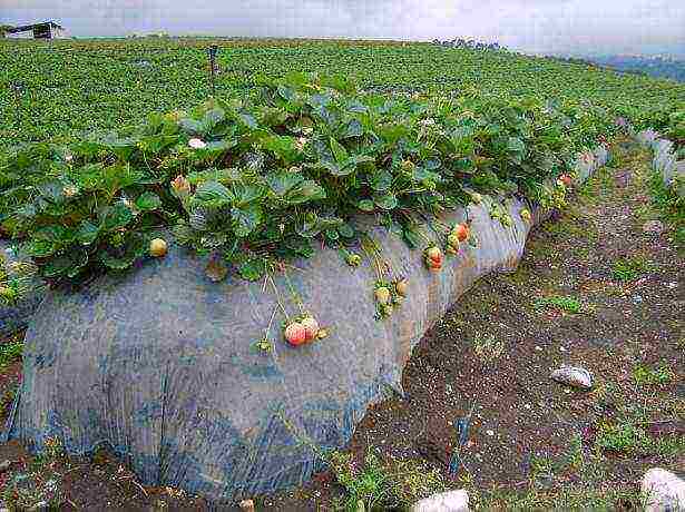 أي نوع من الفراولة يمكن زراعته على مدار السنة