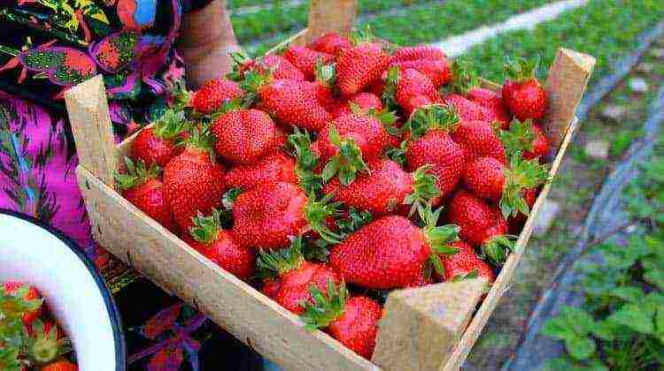 what kind of strawberry can be grown all year round