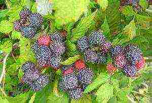 which variety of raspberries is better to plant