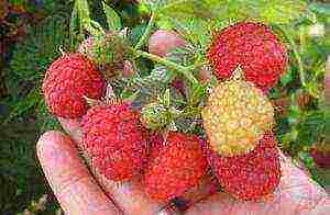 which variety of raspberries is better to plant