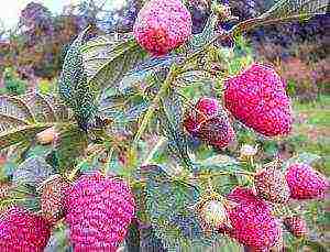 which variety of raspberries is better to plant