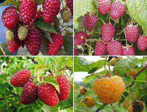 which variety of raspberries is better to plant