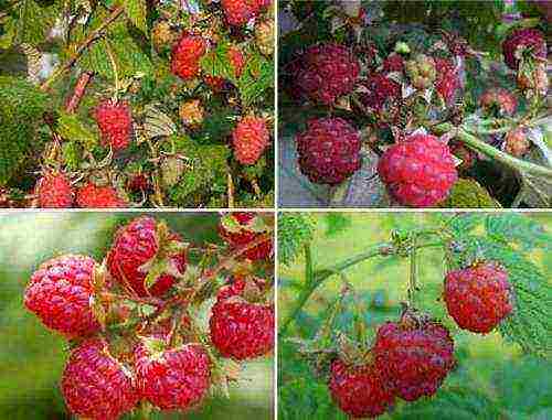 which variety of raspberries is better to plant