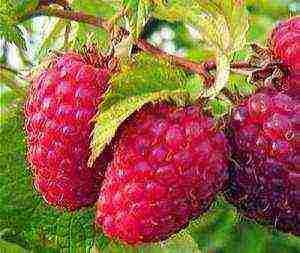 which variety of raspberries is better to plant