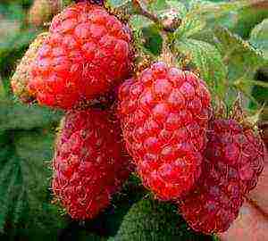 which variety of raspberries is better to plant