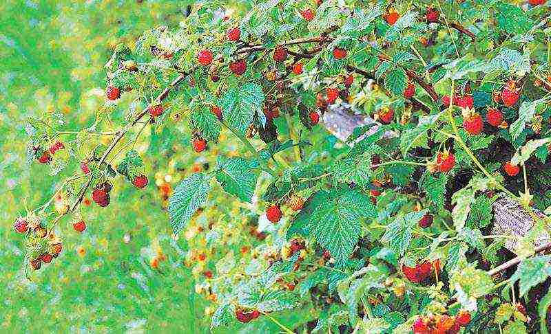 which variety of raspberries is better to plant