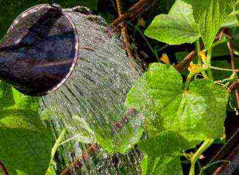 what kind of cucumber can be grown at home on the window