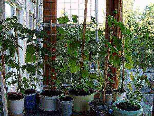 what kind of cucumber can be grown at home on the window