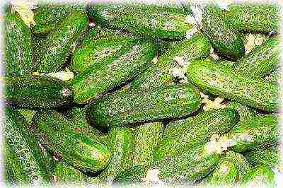 anong uri ng pipino ang maaaring lumaki sa bahay sa bintana