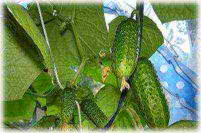 what kind of cucumber can be grown at home on the window