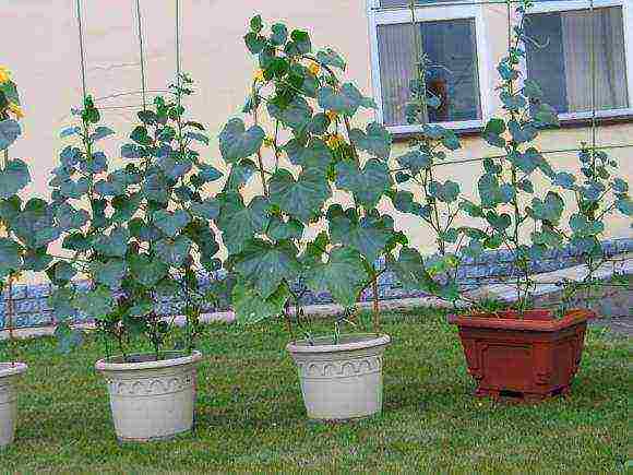 what kind of cucumber can be grown at home on the window