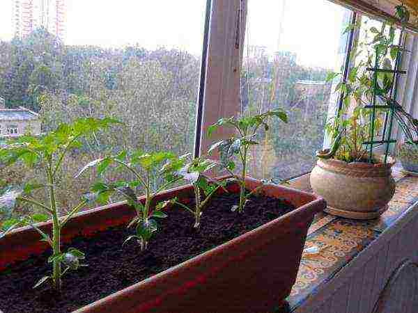 what variety of tomatoes can be grown on the balcony