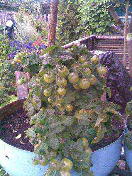 what variety of tomatoes can be grown on the balcony