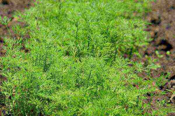 which dill is better to grow at home