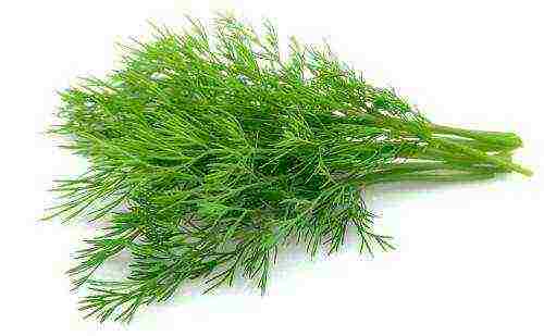 which dill is better to grow at home