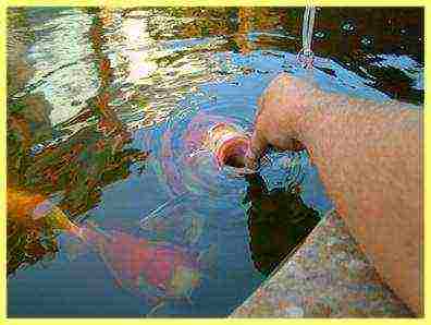 ปลาชนิดใดที่คุณสามารถปลูกในบ่อด้วยมือของคุณเอง