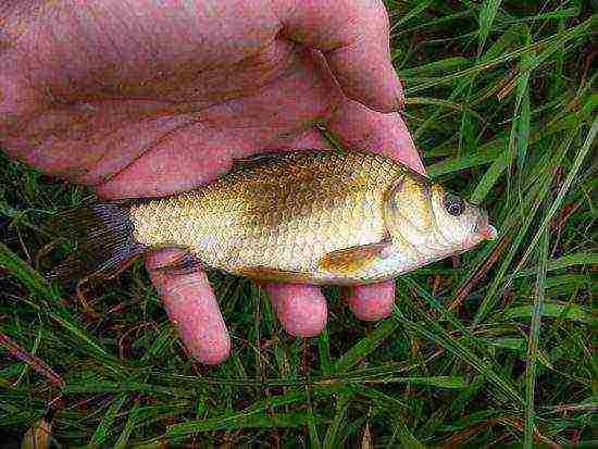 what kind of fish you can grow in a pond with your own hands