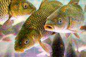 what fish are not grown in artificial reservoirs