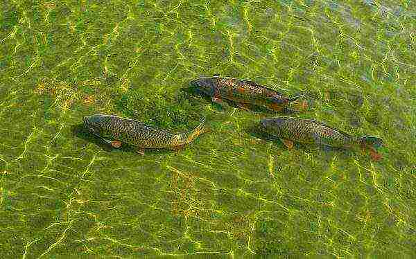 anong mga isda ang hindi lumaki sa mga artipisyal na reservoir